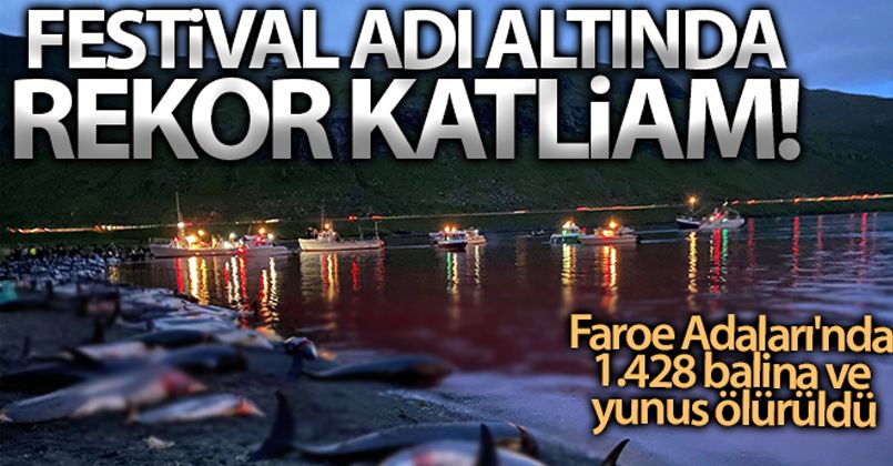 Faroe Adaları'ndaki 'festivalde' bin 428 balina ve yunus öldürüldü