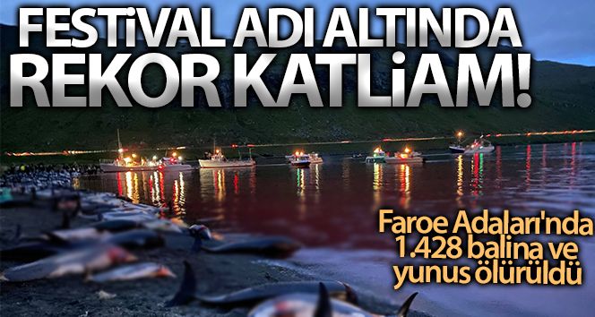 Faroe Adaları'ndaki 'festivalde' bin 428 balina ve yunus öldürüldü