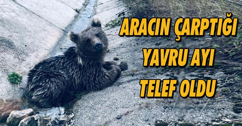 Yaralı haldeyken bulunan yavru ayı telef oldu