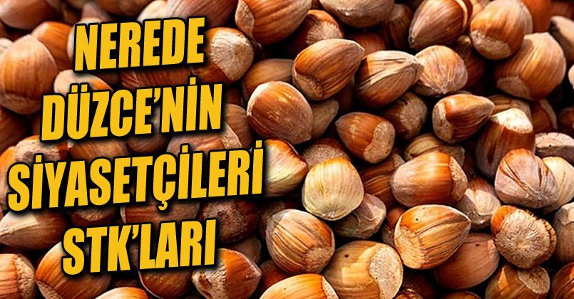 Düşen Fındık Fiyatlarına Siyasetçiler ve STK'lar Sessiz