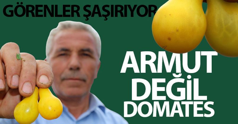 Armut değil domates