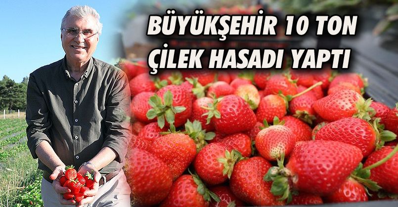 Büyükşehir 10 ton çilek hasadı yaptı