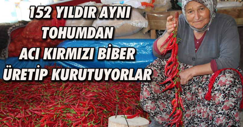 152 yıldır aynı tohumdan acı kırmızı biber üretip kurutuyorlar