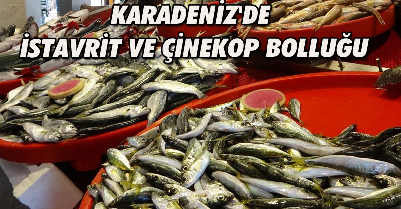Karadeniz'de istavrit ve çinekop bolluğu
