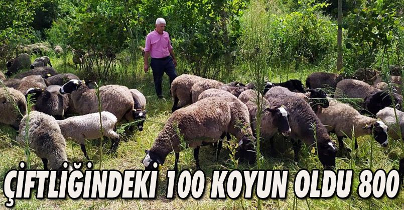 Çiftliğindeki 100 koyun oldu 800