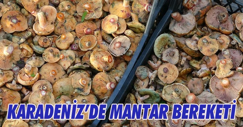 Dağlardan bin bir emekle getiriyorlar, kazancı dudak uçuklatıyor