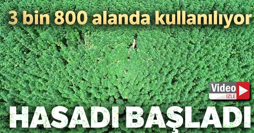 Samsun'da kenevir hasadı başladı