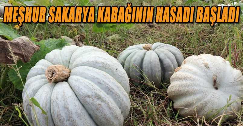 Meşhur Sakarya kabağının hasadı başladı