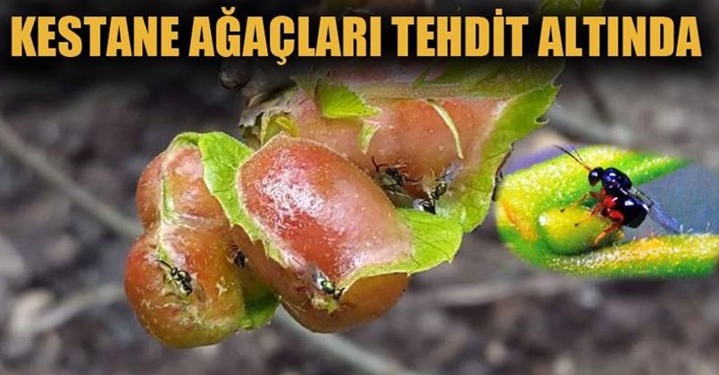 Katil Gal Arısı Tehdidi Büyüyor