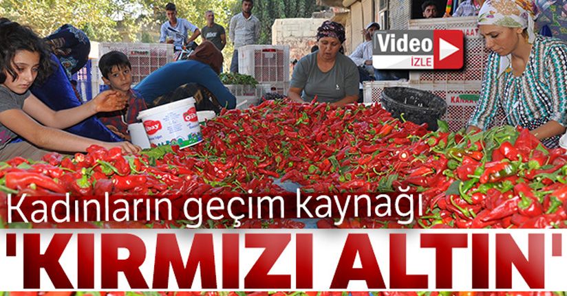 Kadınların geçim kaynağı 'kırmızı altın'