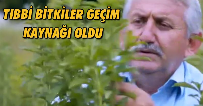 Tıbbı Bitkiler Geçim Kaynağı Oldu