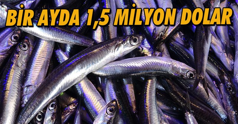 Hamsi ihracatından 1 ayda 1,5 milyon doların üzerinde döviz girdisi sağlandı