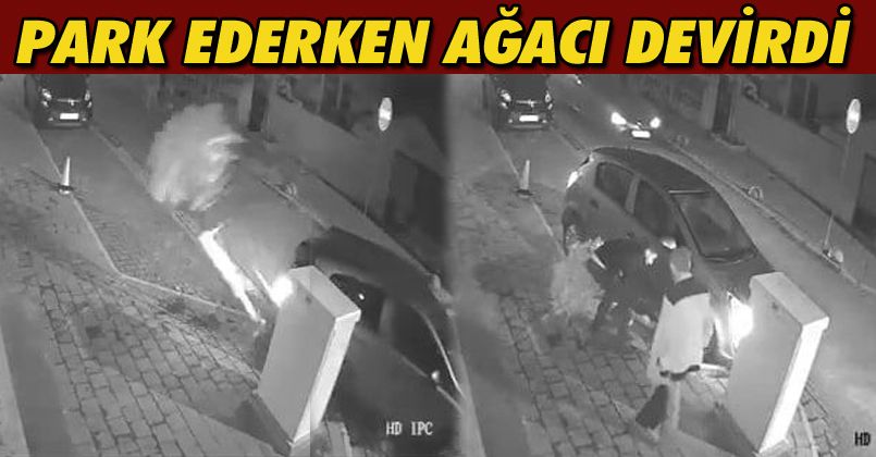 Otomobili park etmeye çalışırken kaldırımdaki ağacı devirdi