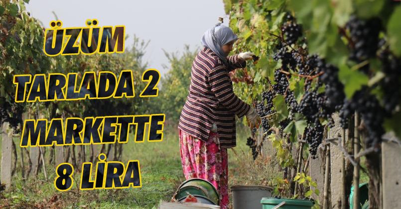 Üzüm Tarlada 2, markette 8 lira