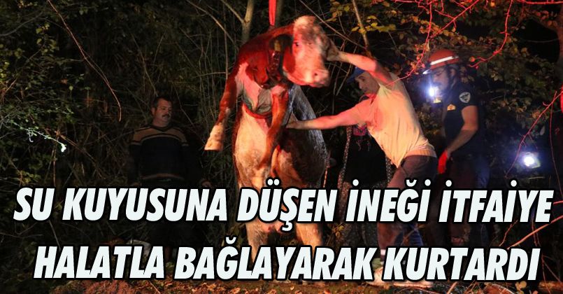 Su kuyusuna düşen ineği itfaiye halatla bağlayarak kurtardı