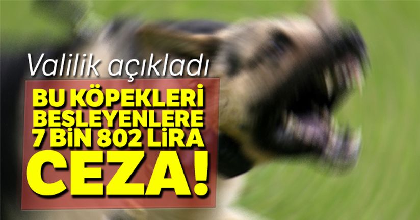 Bu köpekleri besleyenlere 7 bin 802 lira ceza