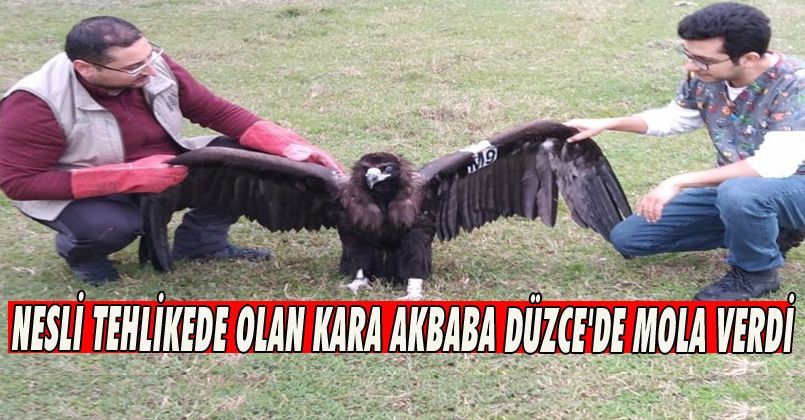 Nesli Tehlikede Olan Kara Akbaba Düzce'de Mola Verdi