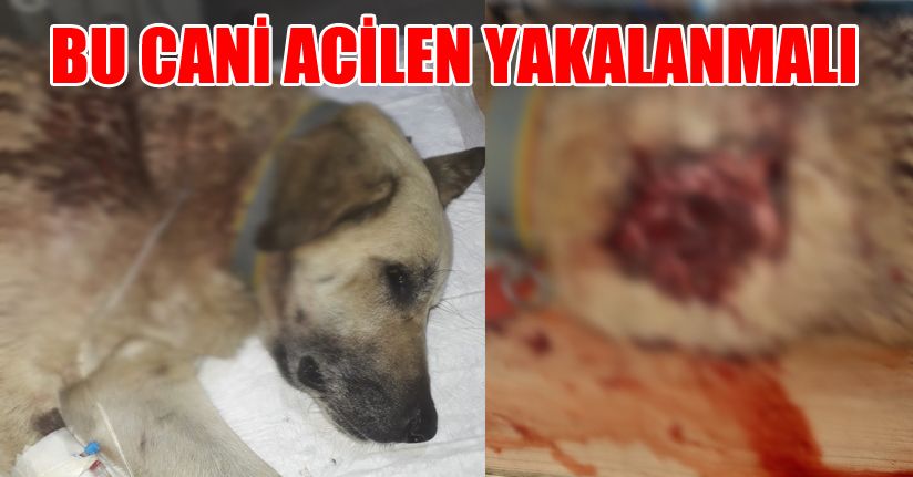 Mahallenin baktığı sokak köpeğini tüfekle ensesinden vurdular