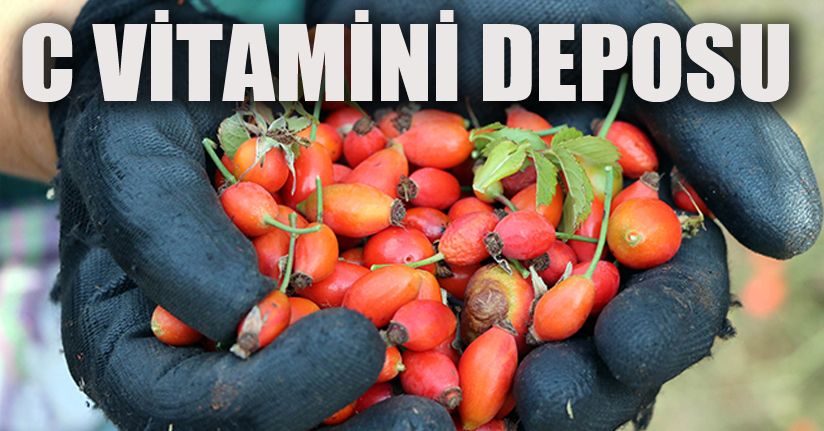 C vitamini deposu kuşburnunun sofralara uzanan yolculuğu