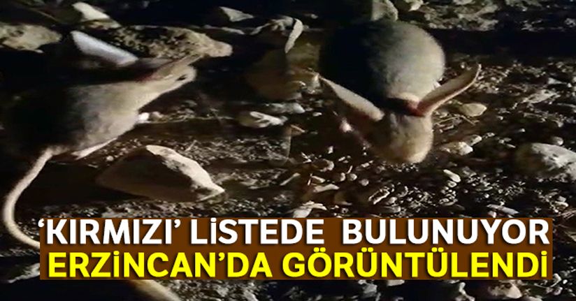 Dünyanın en ilginç 19 hayvanından biri Erzincan'da görüntülendi
