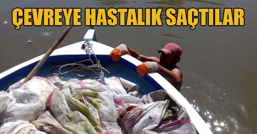 Tavuk ölülerini çuvallayıp Sakarya Nehrine attılar