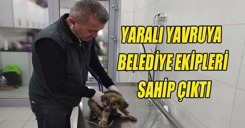 Yaralı yavruya belediye ekipleri sahip çıktı