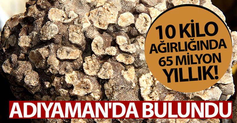 10 kilo ağırlığında 65 milyon yıllık deniz mercanı bulundu