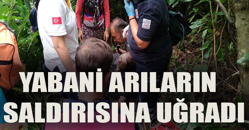 Kestane toplamaya gitti, yaban arısı saldırısına uğradı