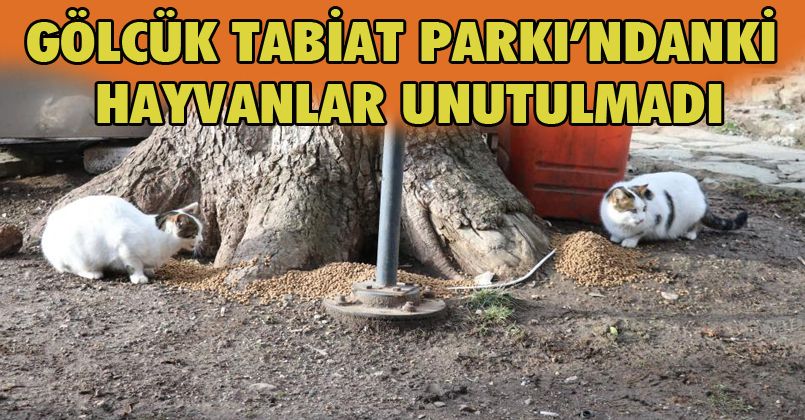 Gölcük Tabiat Parkı’ndanki hayvanlar unutulmadı