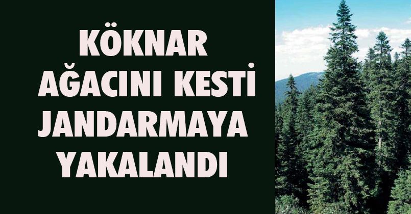 Köknar ağacını kesti, jandarmaya yakalandı