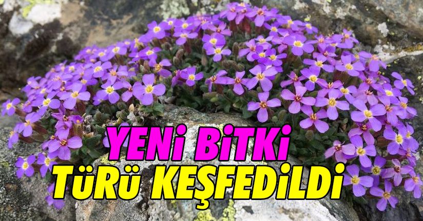 Dünya için yeni bir endemik bitki türü keşfedildi