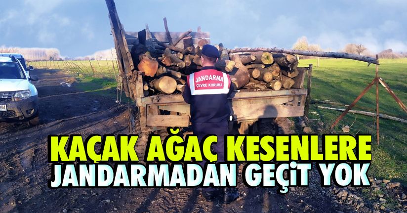 Kaçak Ağaç Kesenlere Jandarmadan Geçit Yok