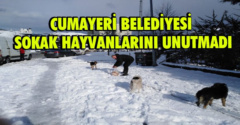 Cumayeri Belediyesi Sokak Hayvanlarını Unutmadı