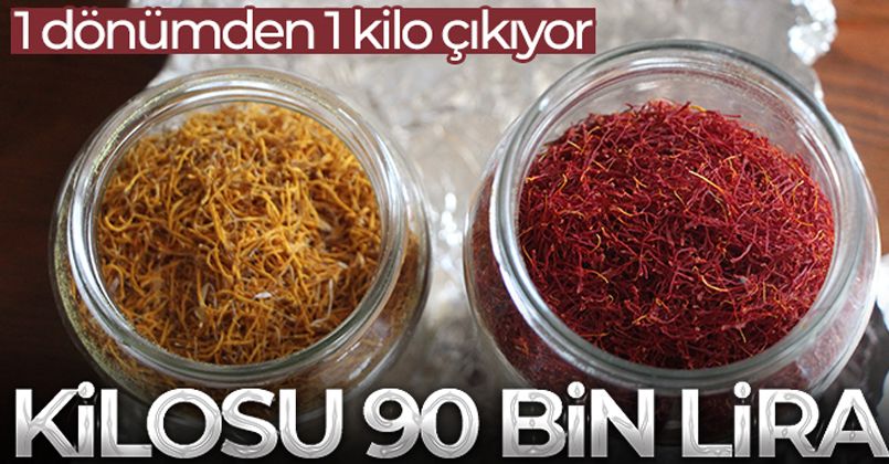 1 dönümden 1 kilo çıkıyor, kilosunu 90 bin liraya satıyor
