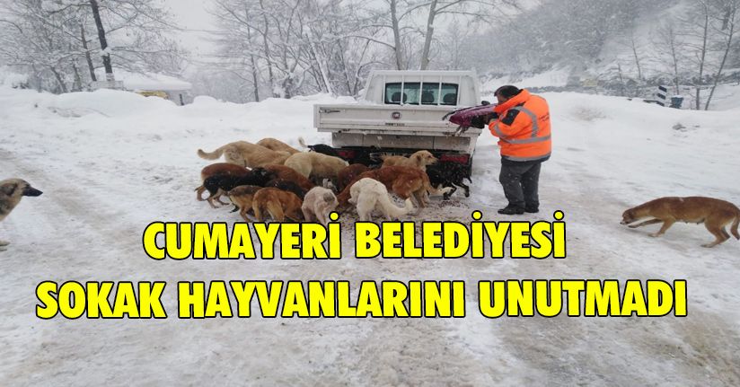 Cumayeri Belediyesi Sokak Hayvanlarını Unutmadı