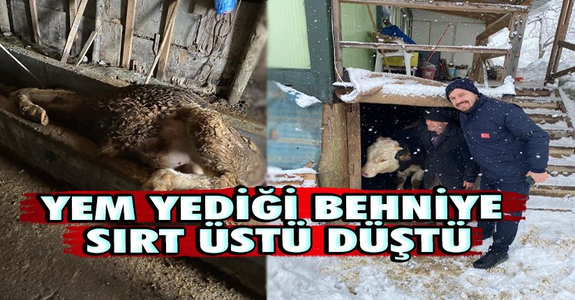 Yem Yediği Behniye Sırt Üstü Düştü