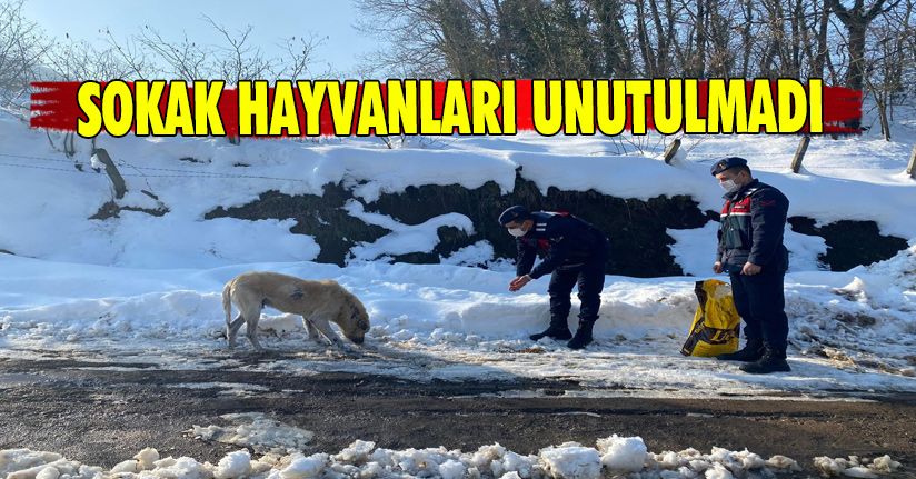 Jandarma Sokak Hayvanlarını Unutmadı