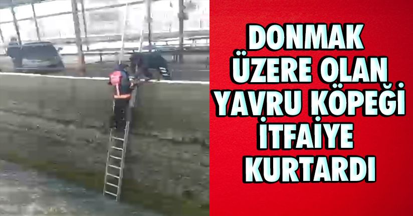 Donmak Üzere Olan Yavru Köpeği İtfaiye Kurtardı