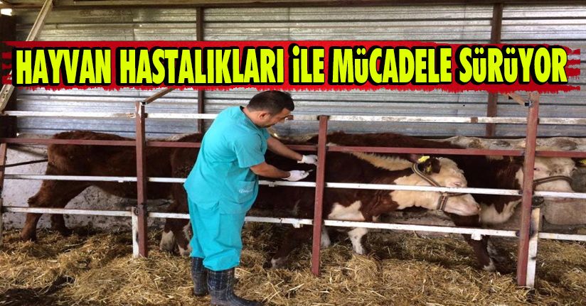 Hayvan Hastalıkları İle Mücadele Sürüyor