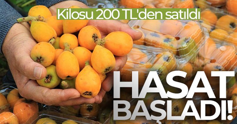 Örtü altında “yenidünya” hasadı başladı... Kilosu 200 TL'den satıldı