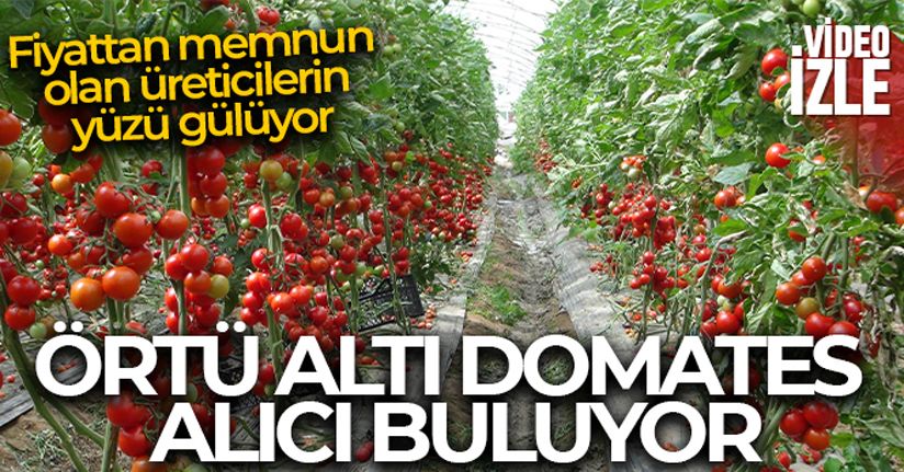 Mersin'de örtü altı domates tarlada 16.50 TL'den alıcı buluyor