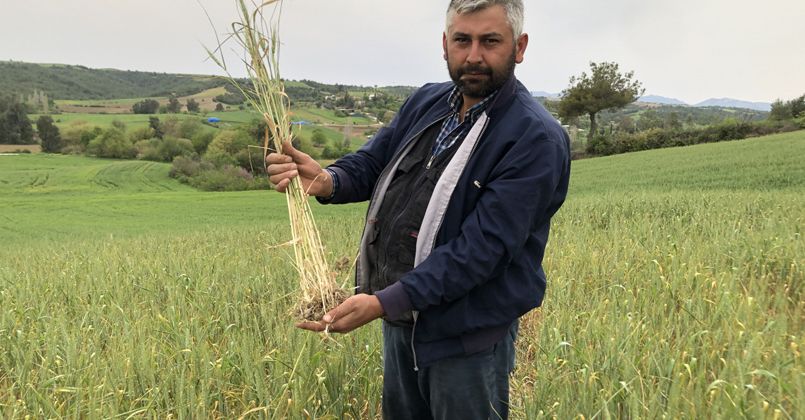 Kuraklık buğday üreticisine 30 yıl sonra tarla sulattı