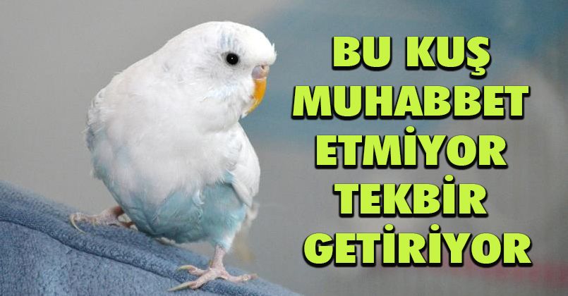 Bu kuş muhabbet etmiyor tekbir getiriyor