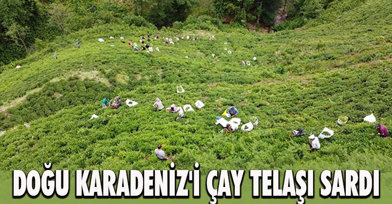 Doğu Karadeniz'i çay telaşı sardı