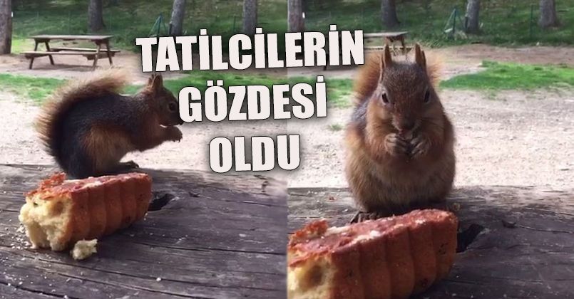 Gölcük Tabiat Parkı’ndaki sincap tatilcilerin maskotu oldu
